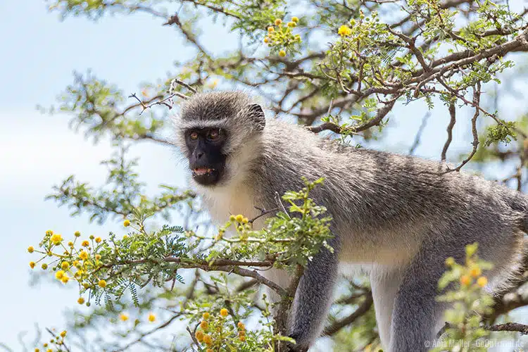Grünmeerkatzen findest du nicht nur im Addo Elephant Park. Grünmeerkatzen findest du nicht nur im Addo Elephant Park.