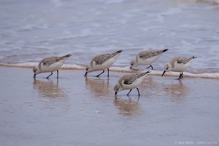 Völlig unbeindruckt von den Autos sind die Vögel am Strand