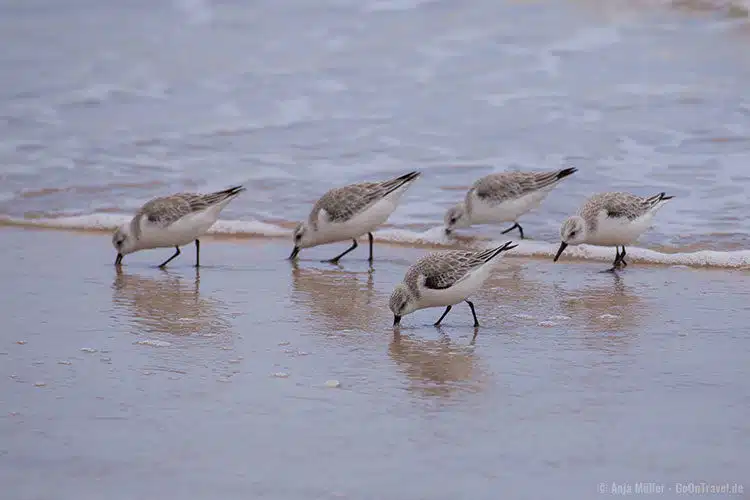 Völlig unbeindruckt von den Autos sind die Vögel am Strand Völlig unbeindruckt von den Autos sind die Vögel am Strand