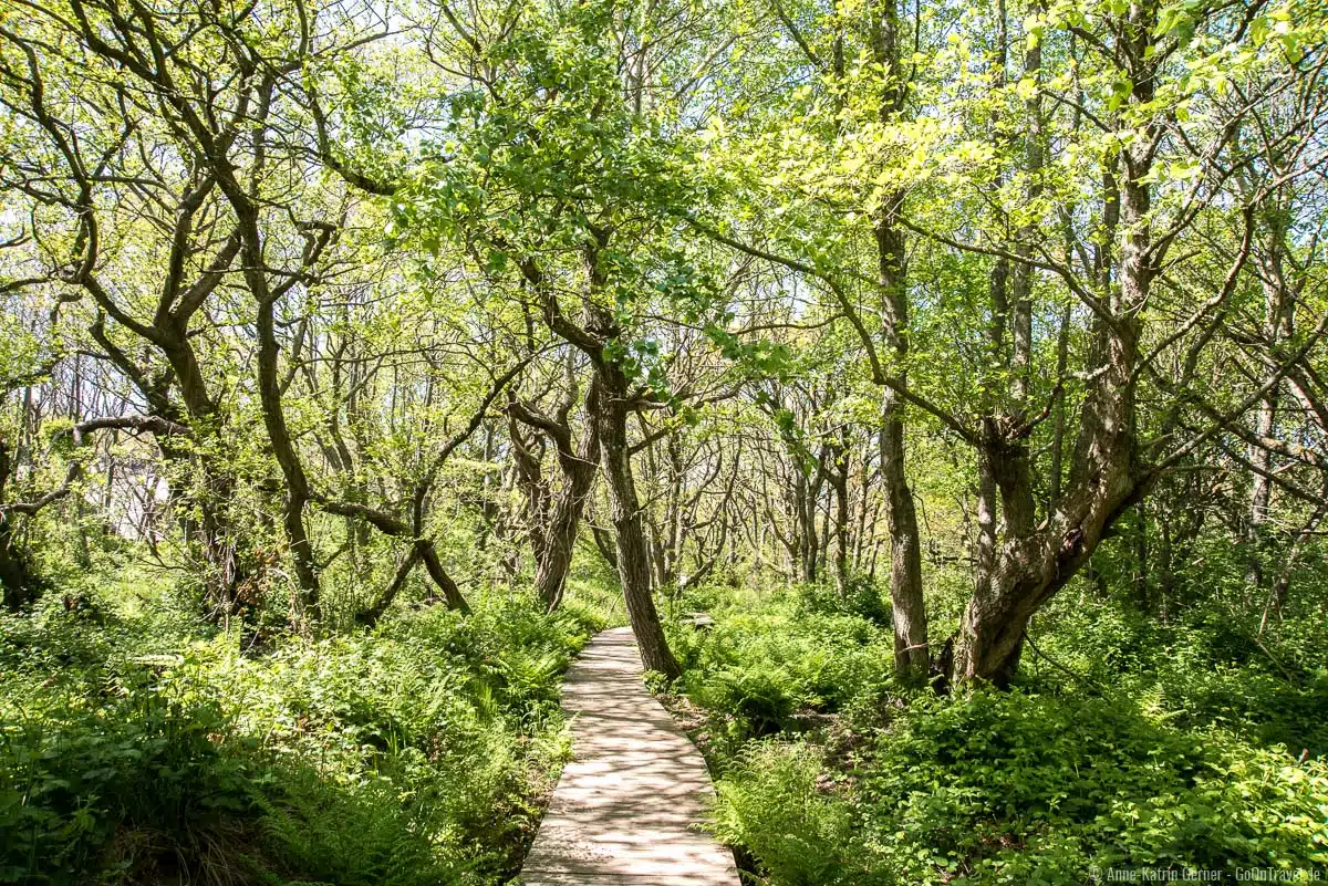 Rundweg in der Vogelkoje Rundweg in der Vogelkoje