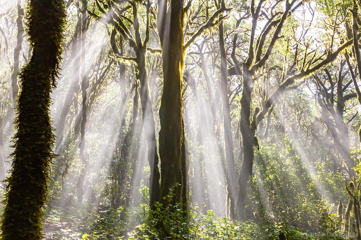 Nationalpark Garajonay auf La Gomera: UNESCO Weltkulturerbe