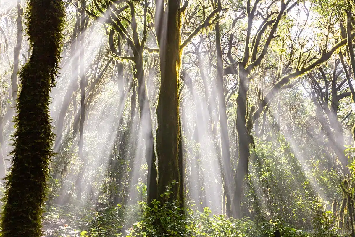Wald im Nationalpark Garajonay auf La Gomera