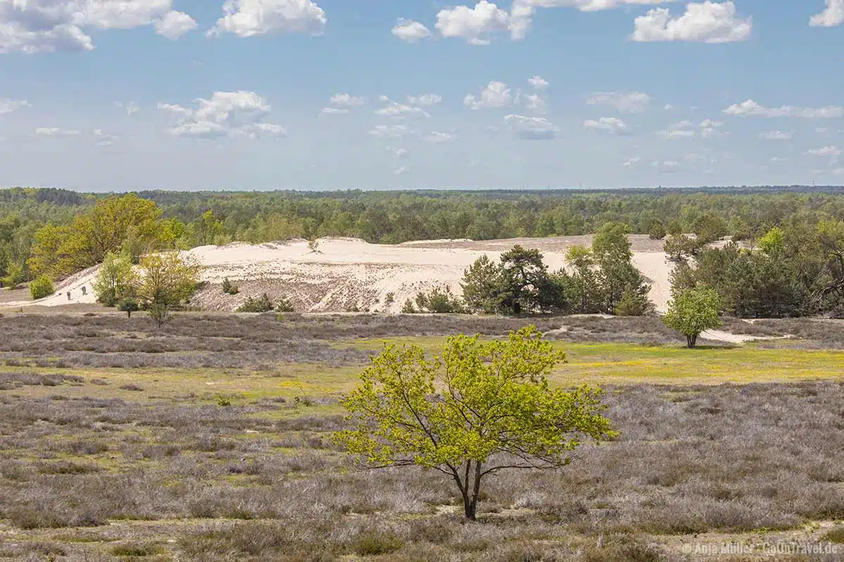 Blick auf die Wänderdüne vom Wurzelberg Blick auf die Wänderdüne vom Wurzelberg