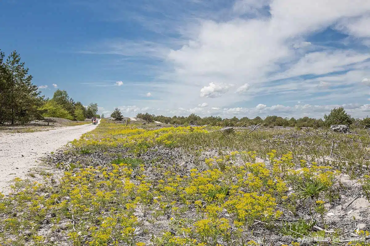 Wanderweg zur Binnendüne Wanderweg zur Binnendüne