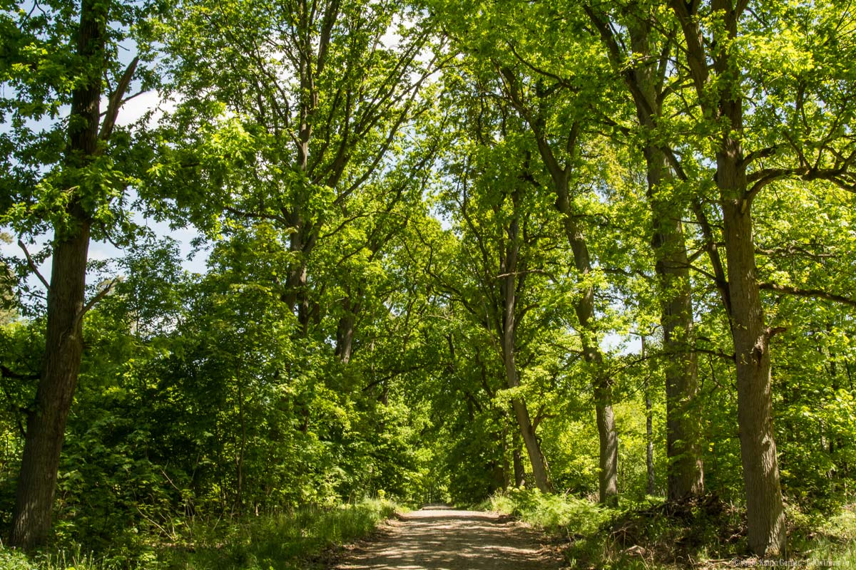 Waldweg durch die Schorfheide