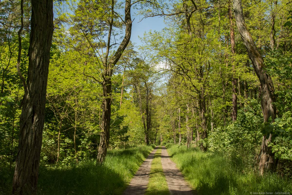 Wanderweg durch den Wald