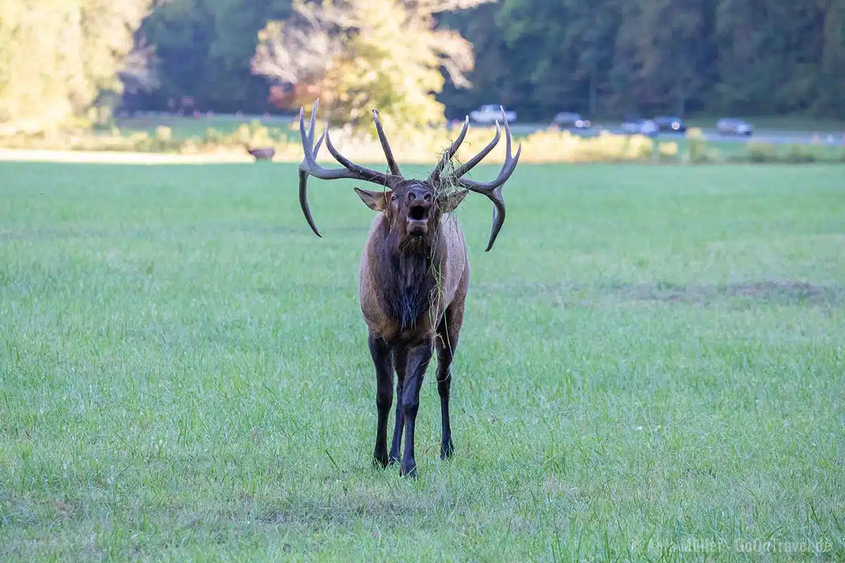 Wapiti Bulle im Great Smoky Mountain National Park Wapiti Bulle im Great Smoky Mountain National Park