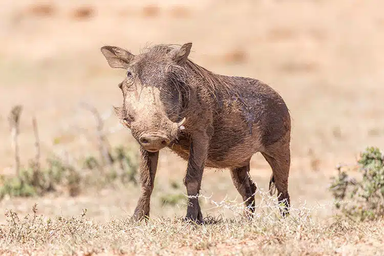Ein Warzenschwein. Ein Warzenschwein.