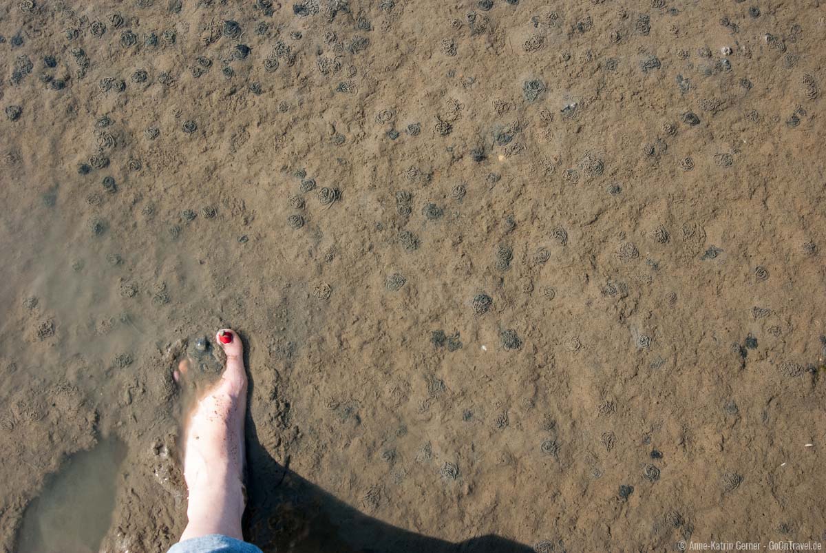 Eine Wattwanderung ist ideal um die kleinsten Lebewesen genauer kennenzulernen Eine Wattwanderung ist ideal um die kleinsten Lebewesen genauer kennenzulernen