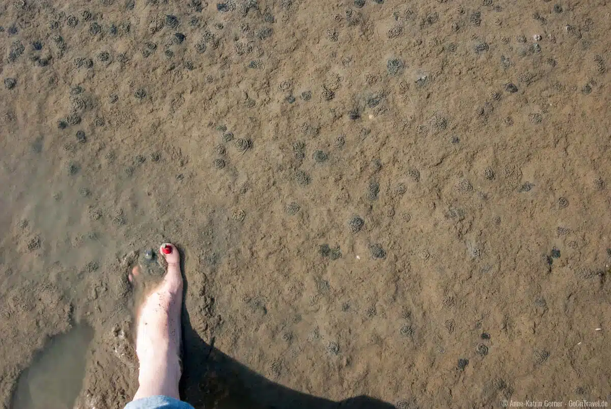 Eine Wattwanderung ist ideal um die kleinsten Lebewesen genauer kennenzulernen Eine Wattwanderung ist ideal um die kleinsten Lebewesen genauer kennenzulernen