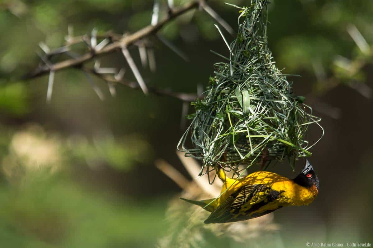 Über 500 Vogelarten sind im Nairobi Nationalpark beheimatet