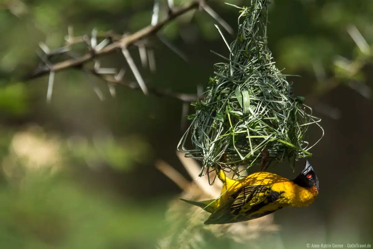 Über 500 Vogelarten sind im Nairobi Nationalpark beheimatet Über 500 Vogelarten sind im Nairobi Nationalpark beheimatet