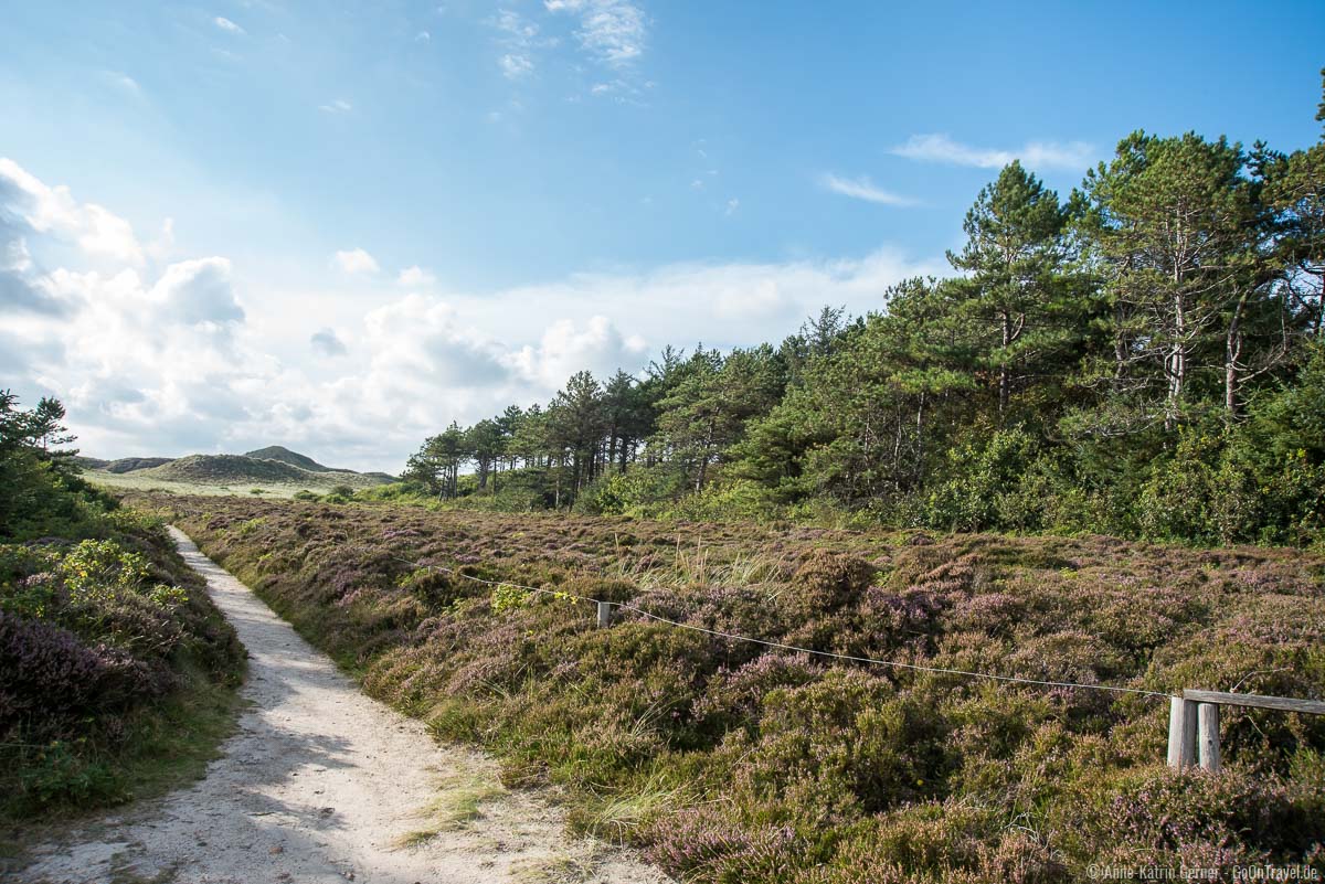 Heideweg zwischen dem Sylter Sagenwald