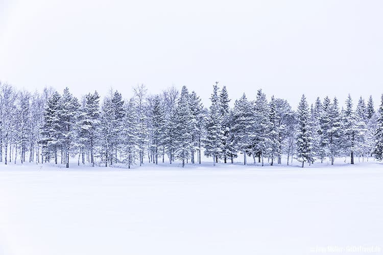 Winterwald in Schweden Winterwald in Schweden