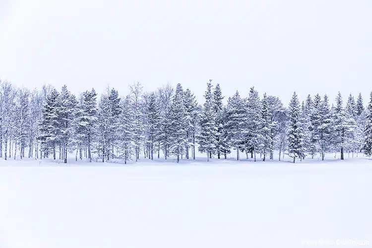 Winterwald in Schweden