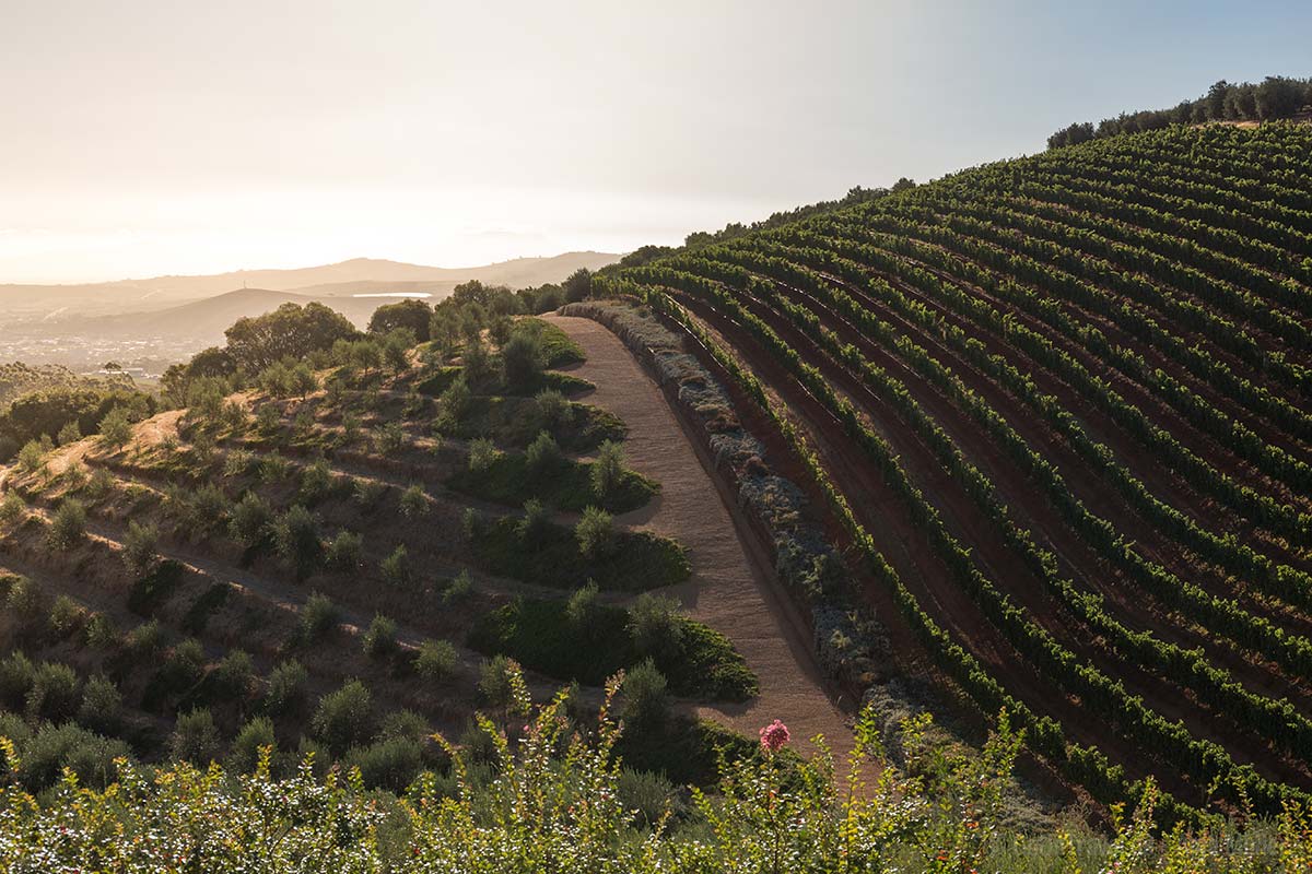 Weinberge im Kapweinland