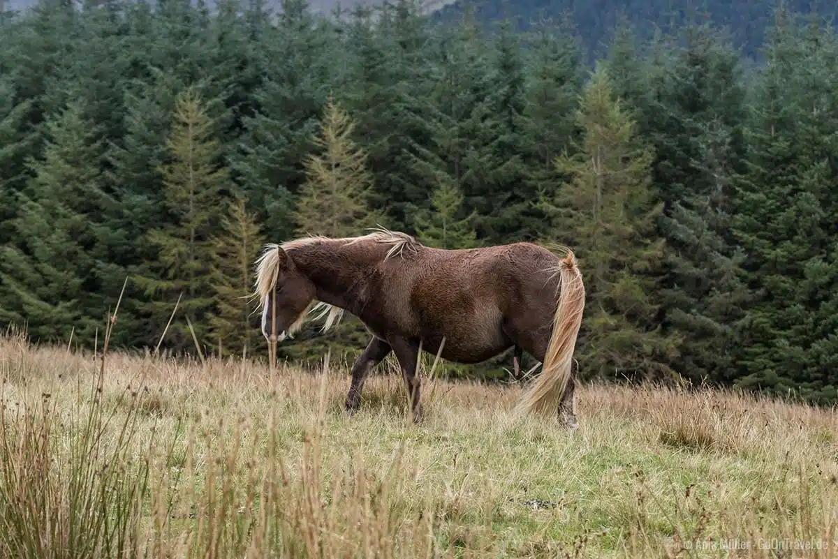 Wildpferd im Brecon Beacons Nationalpark Wildpferd im Brecon Beacons Nationalpark