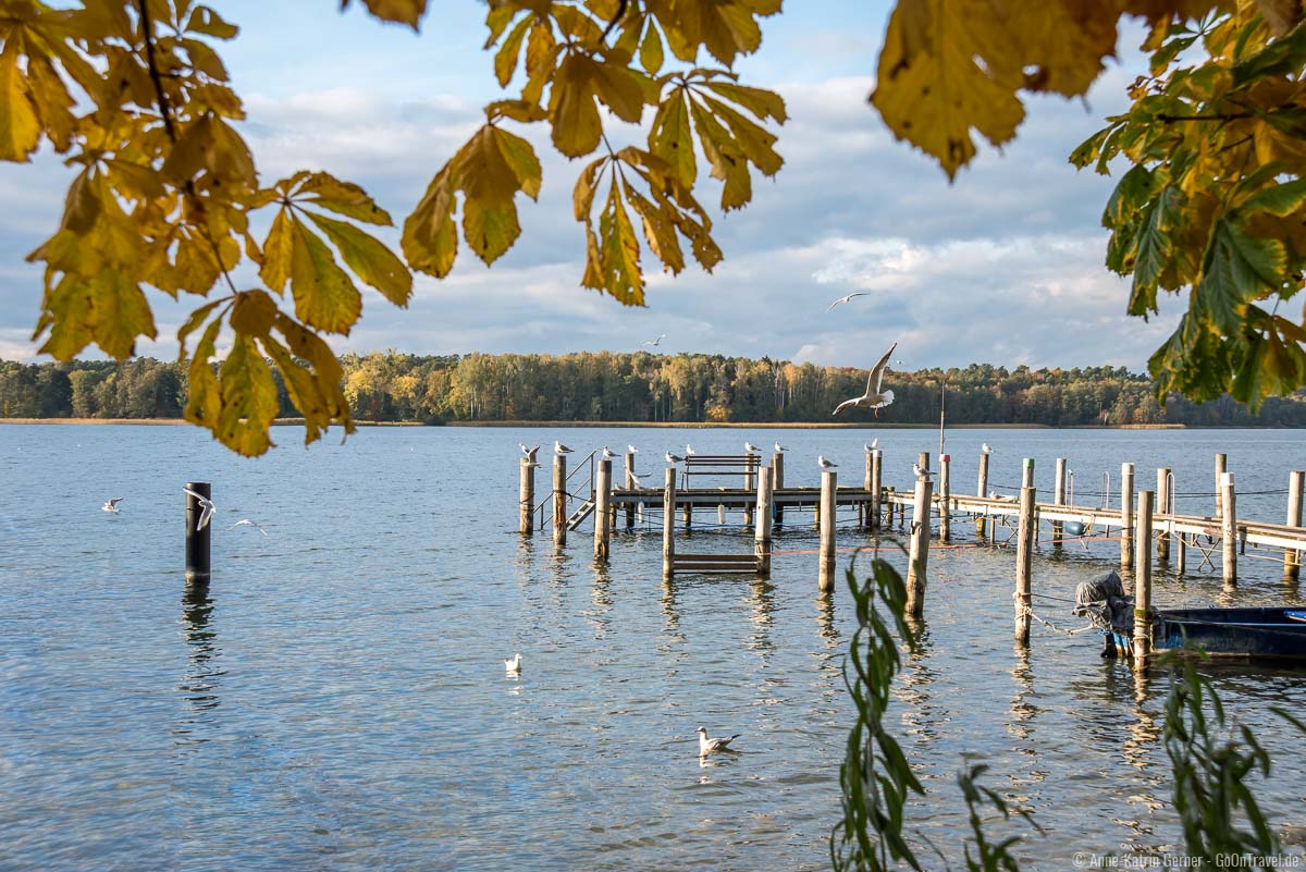 Möwen am Werbellinsee in Altenhof