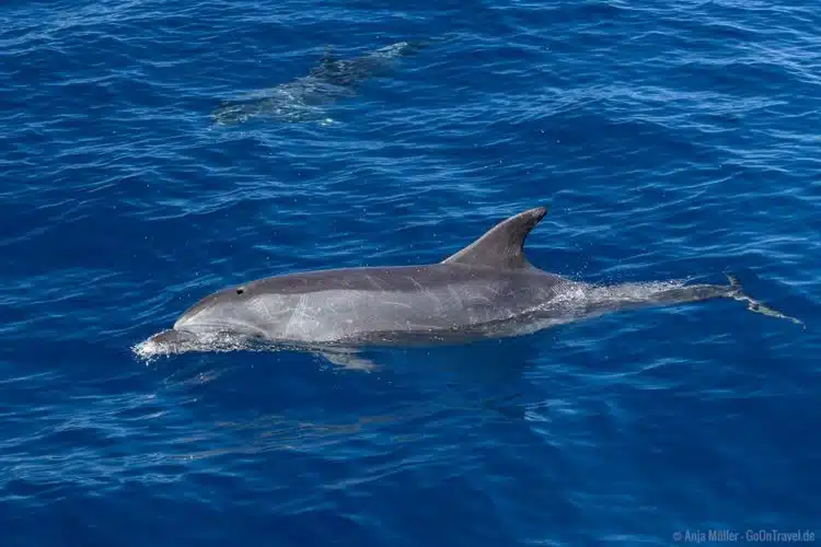 Ein Delfin direkt neben dem Boot