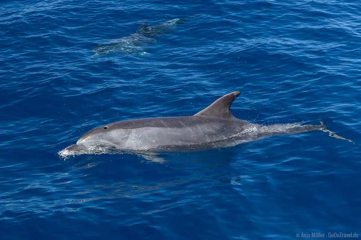 Delfin vor Teneriffa Delfin vor Teneriffa
