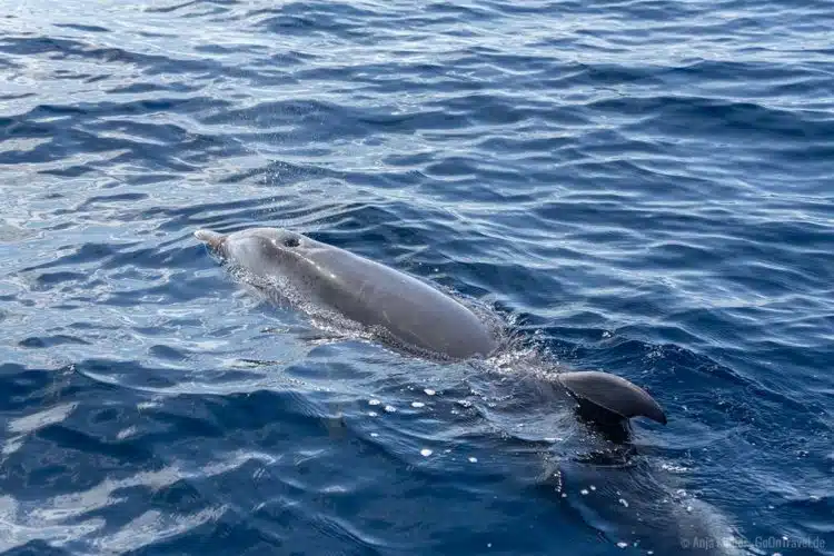 Ein Delfin beim Luft Luft holen Ein Delfin beim Luft Luft holen