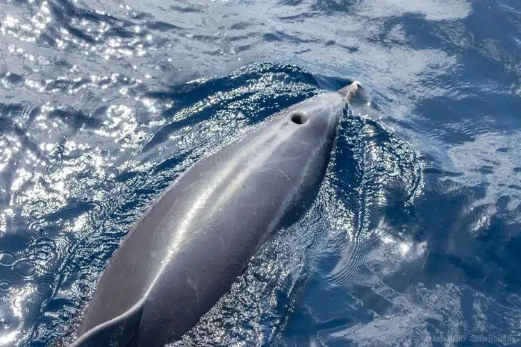 Ein Delfin direkt neben Boot
