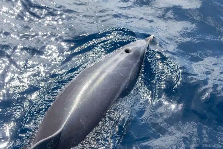 Ein Delfin direkt neben Boot Ein Delfin direkt neben Boot