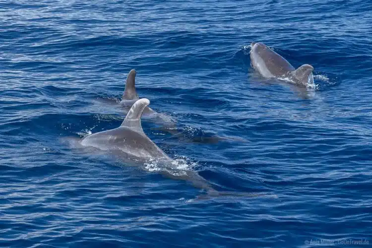 Delfine beobachten beim Whale Watching Teneriffa