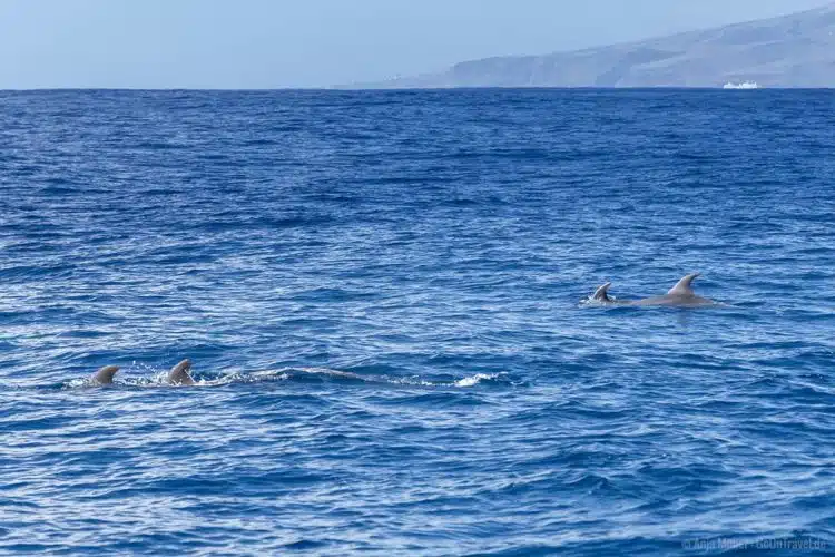 Kurzflossen-Grindelwale links und Delfine rechts im Bild