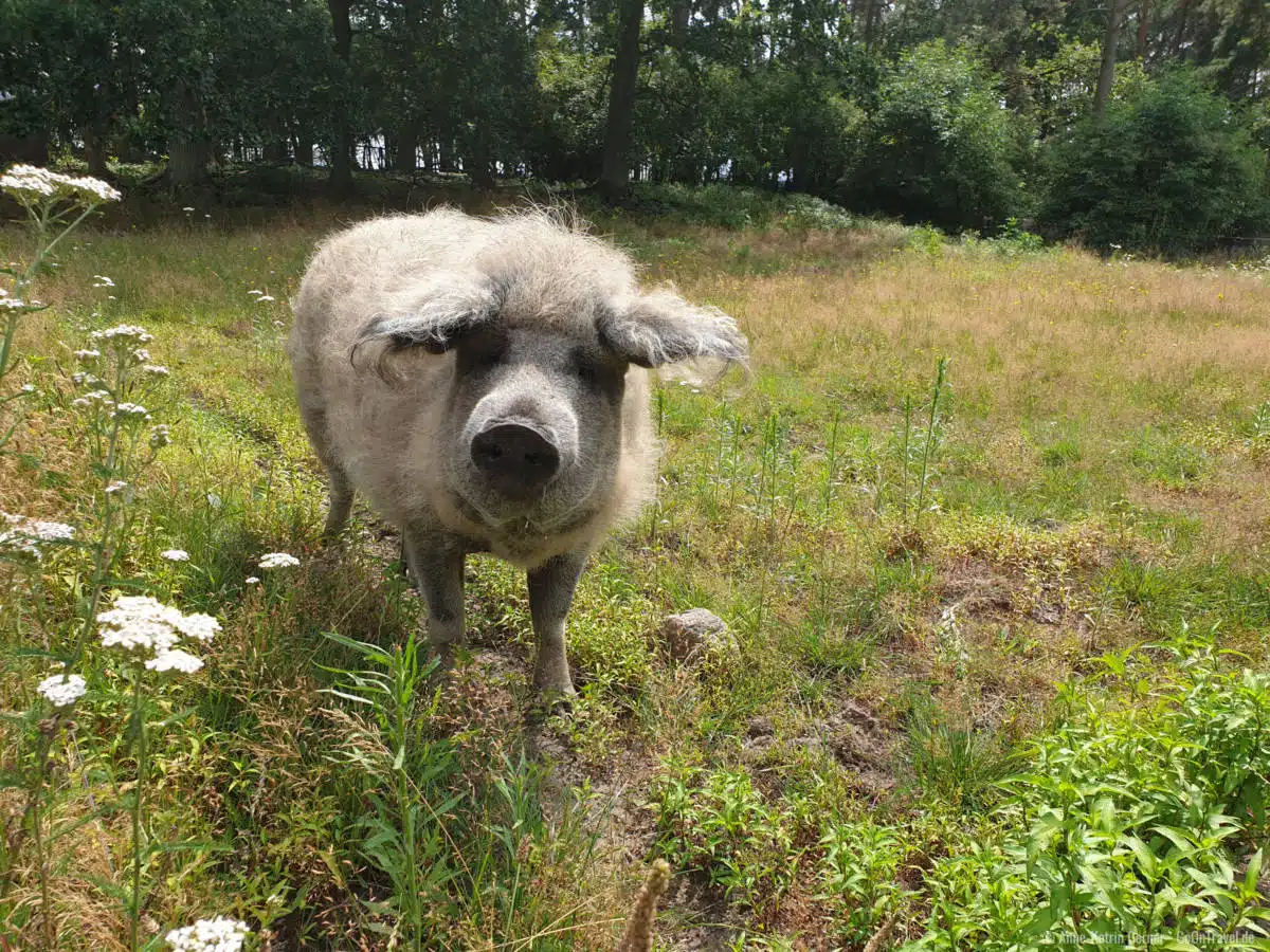 Glückliches Wollschwein im Wildpark Schorfheide