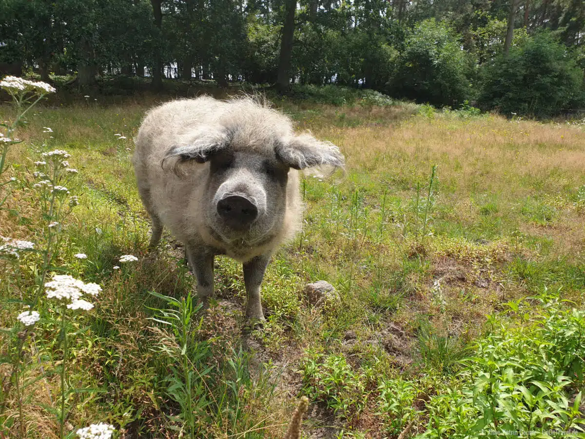 Glückliches Wollschwein im Wildpark Schorfheide Glückliches Wollschwein im Wildpark Schorfheide