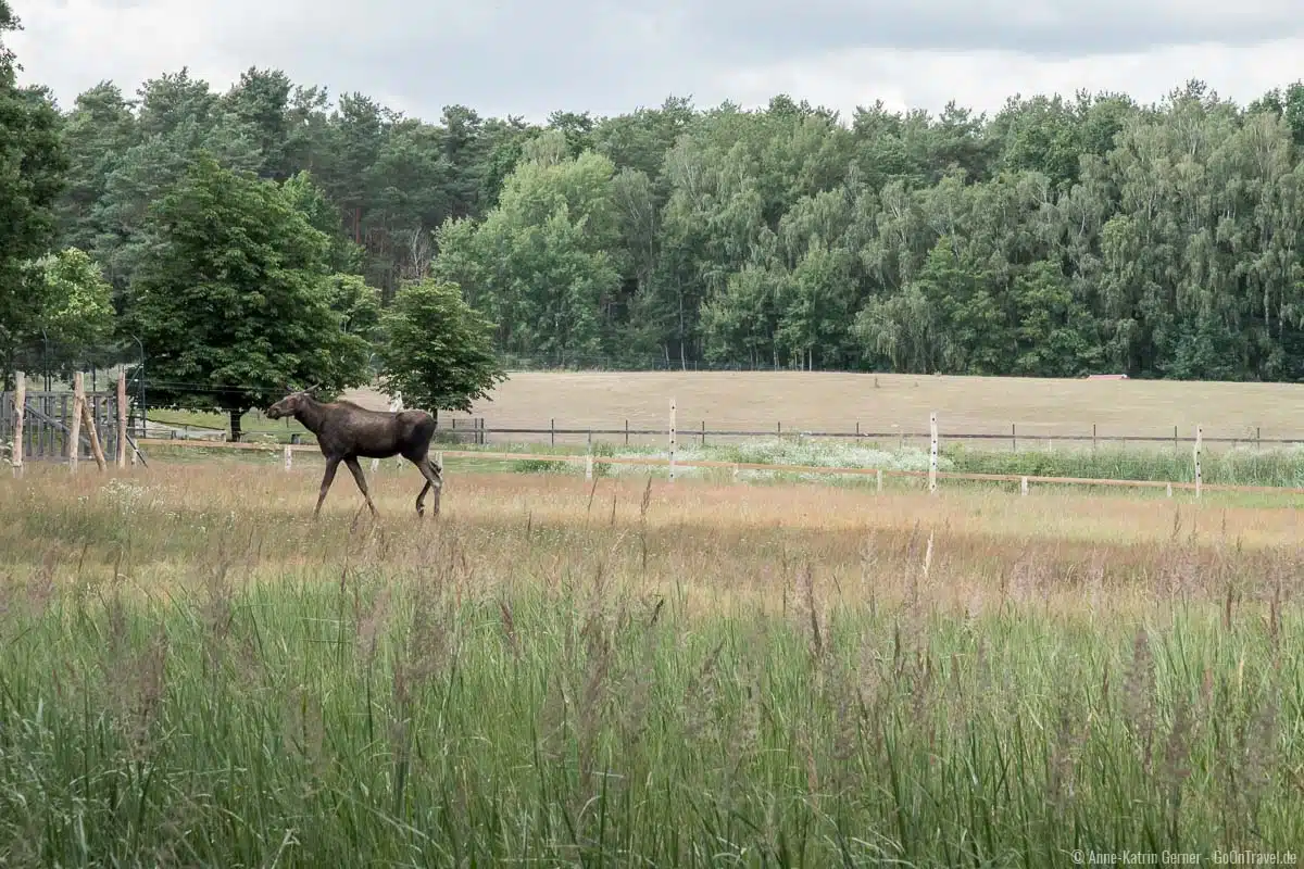 Elche leben ebenfalls im Wildpark Schorfheide