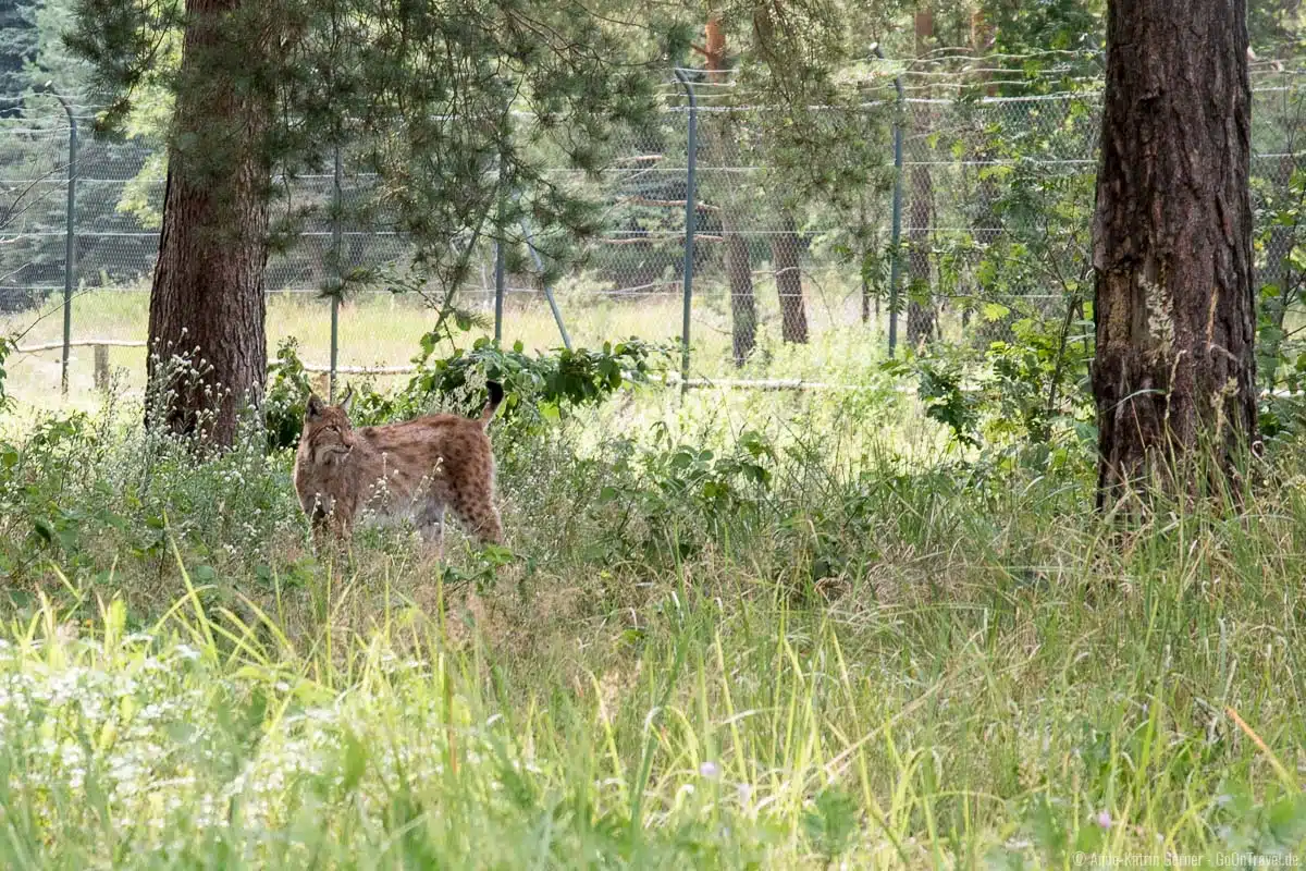 Mit etwas Glück sieht man auch den Luchs im hohen Gras Mit etwas Glück sieht man auch den Luchs im hohen Gras