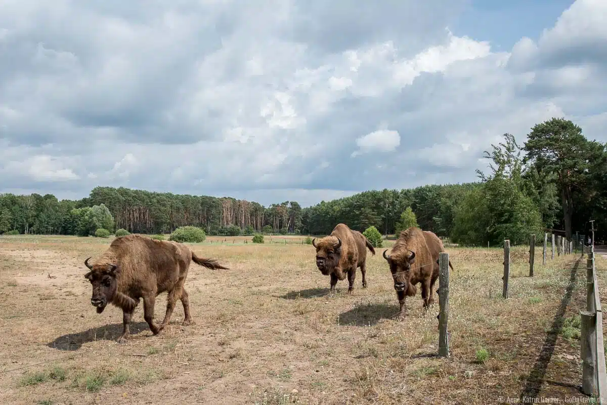 Neugierige Wisente im großen Freigehege Neugierige Wisente im großen Freigehege