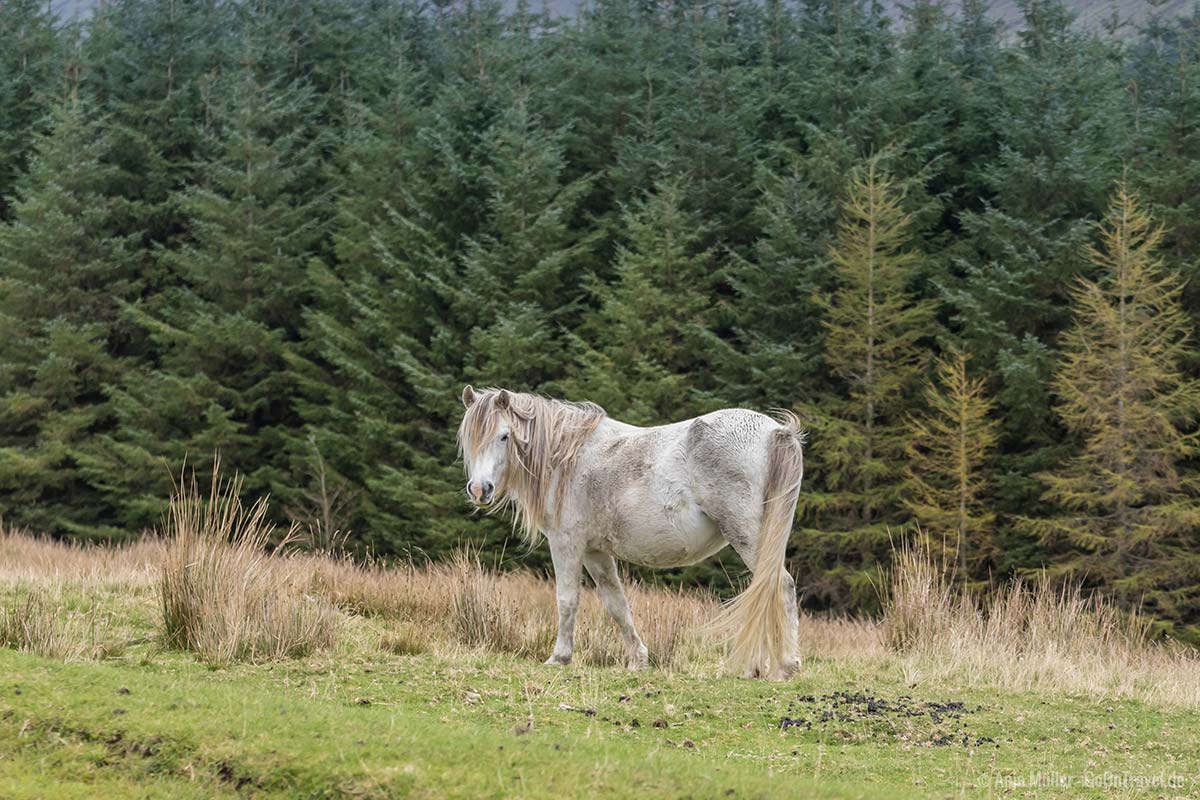 Welsh Pony Welsh Pony