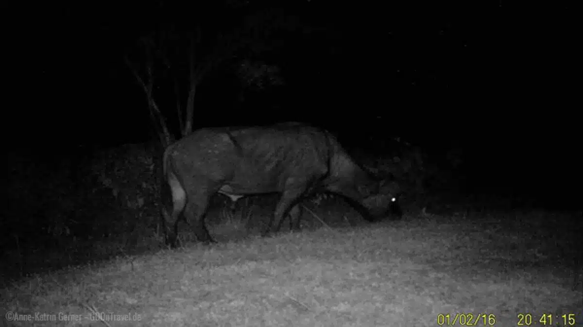 Kamerafalle nimmt Büffel vor meiner Terrasse am Ngorongoro Krater auf