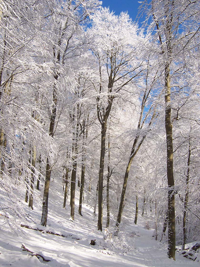 Schneebedeckte Bäume