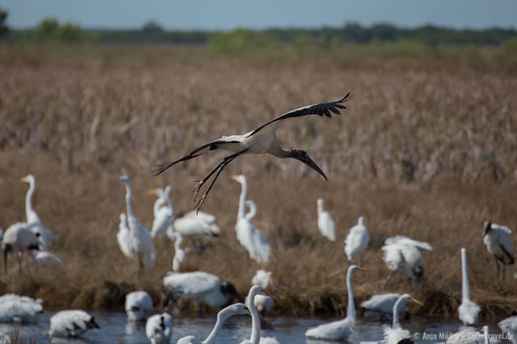 Der Waldstorch im Anflug auf das Wasserloch.