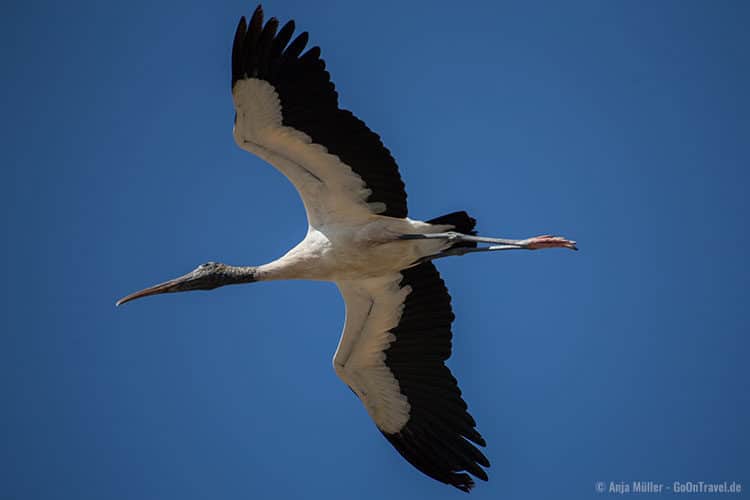 Ein Waldstorch im Flug.