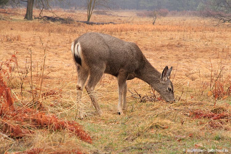 Ein grasendes Mule Deer (Maultierhirsch) im Yosemite National Park