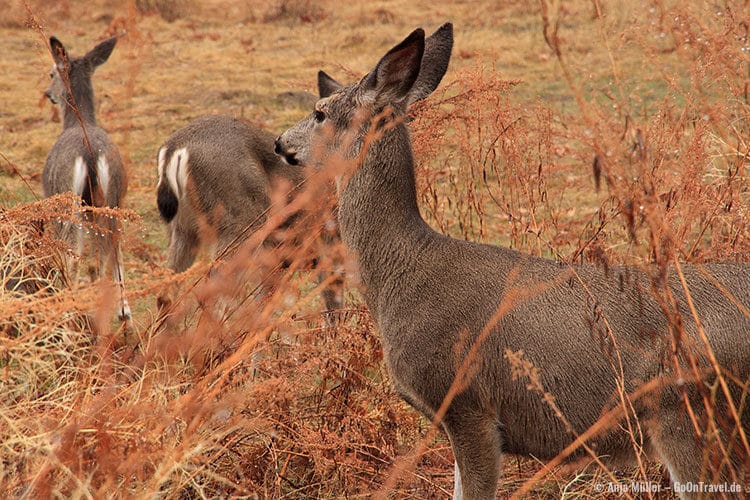 Mule Deers (Maultierhirsche) im Yosemite National Park