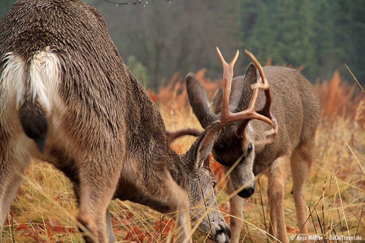 Kämpfende Mule Deers (Maultierhirsche) im Yosemite National Park