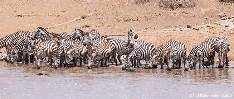 Eine Herde Zebras trinkt vorsichtig am Mara Fluss