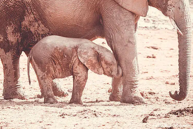 Ein kleiner Elefant im Addo Elephant Park. Ein kleiner Elefant im Addo Elephant Park.