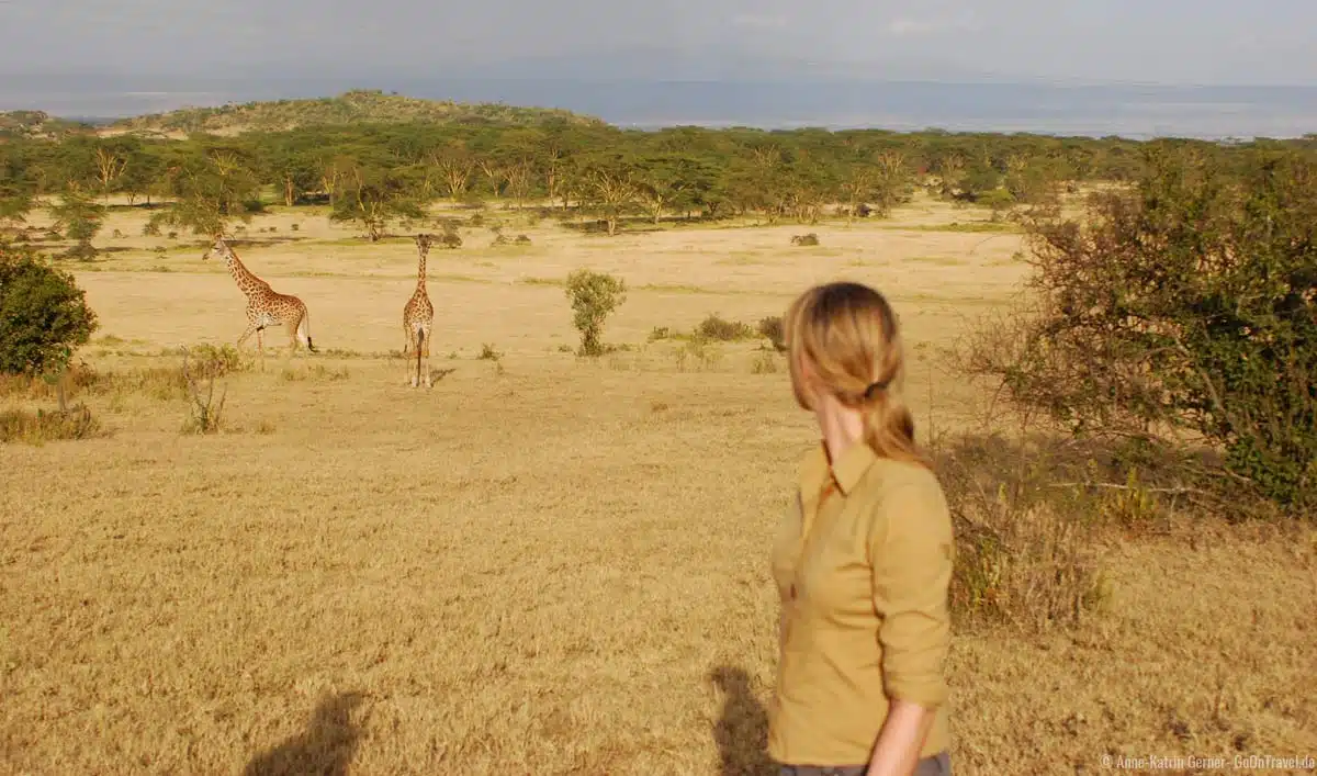 gut getarnt auf einem Bush walk mit Giraffen