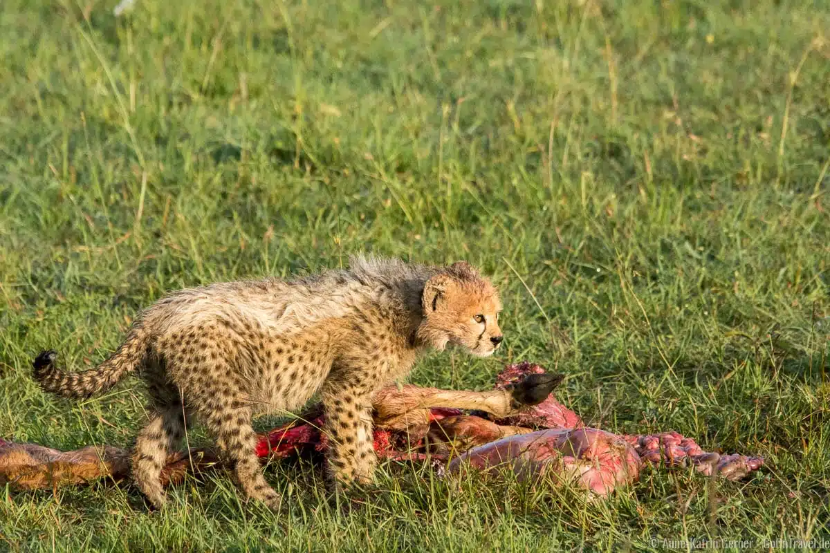 kleiner Gepard mit Beute kleiner Gepard mit Beute