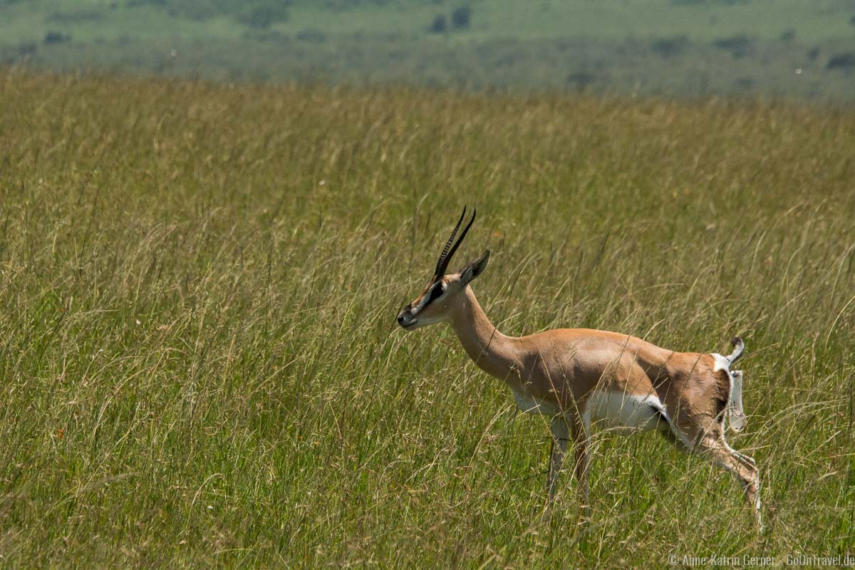 Grant Gazelle während der Geburt