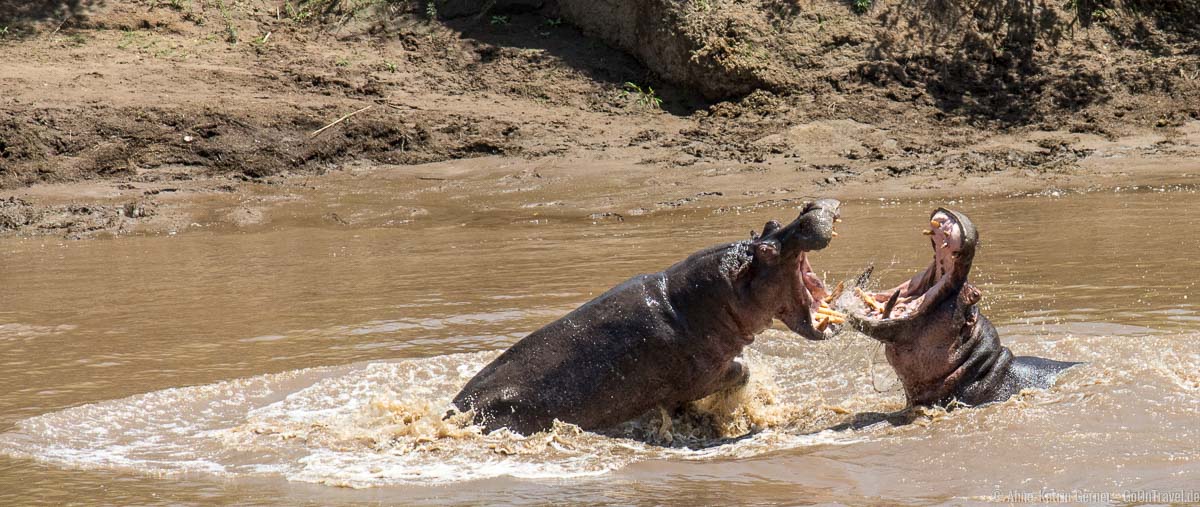 Revierstreitigkeiten bei den Flusspferden