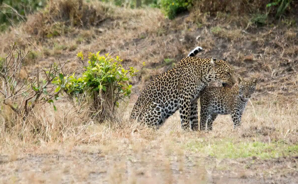 Leopardin mit Jungtier im Mara Triangle