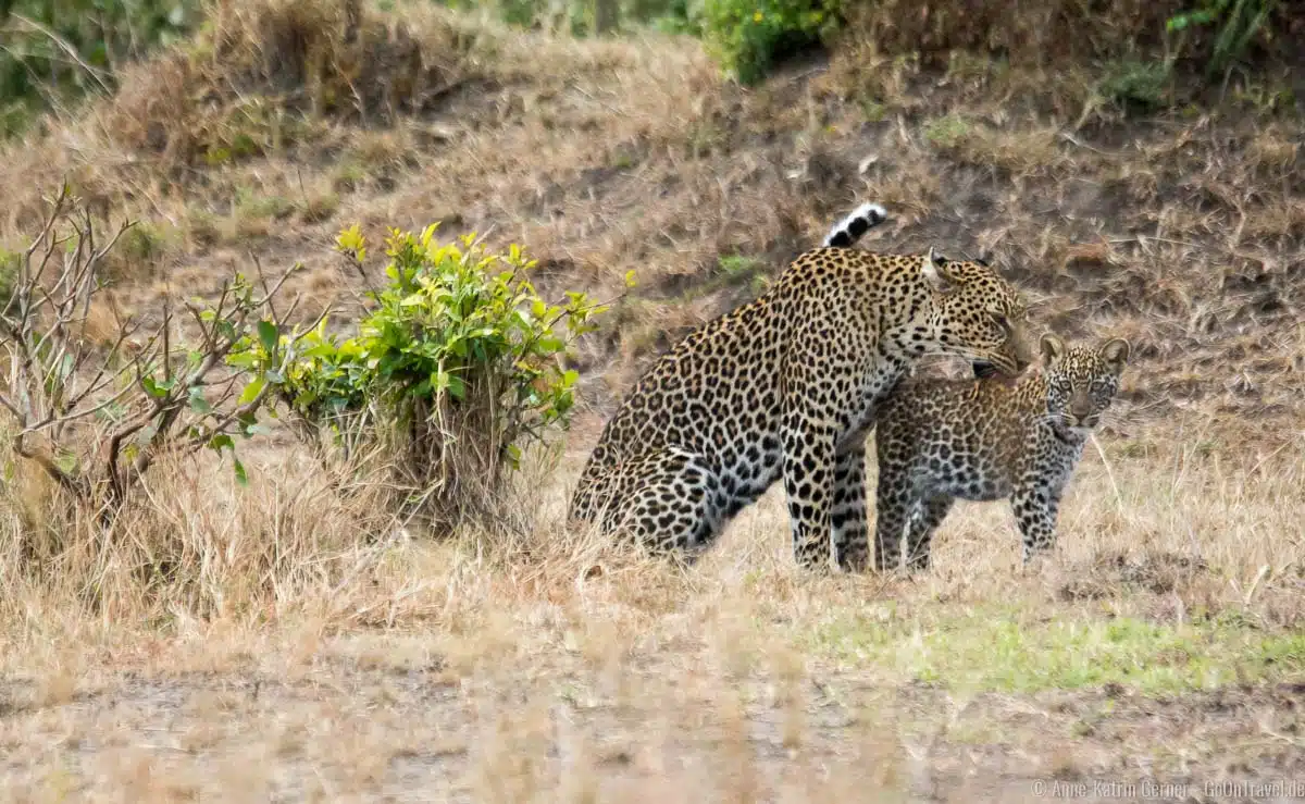 Leopardin mit Jungtier im Mara Triangle Leopardin mit Jungtier im Mara Triangle